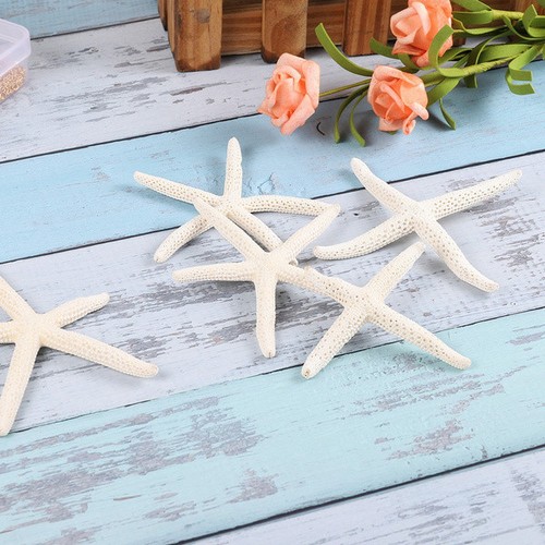 Stelle marine per - 5/25/50,